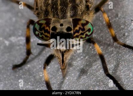 A close-up image of the head of a female Cleg-fly, Haematopota crassicornis, with details of its eyes, head spots, mouthparts and antennae. Stock Photo