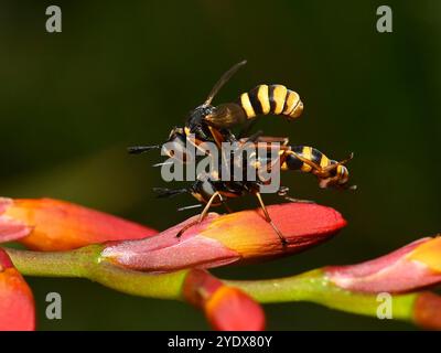 A pair of well focussed Four-banded bee-grabbers, Conops Quadrifasciatus. They are mating. The male is on top. Bright, colourful, closeup an detailed Stock Photo