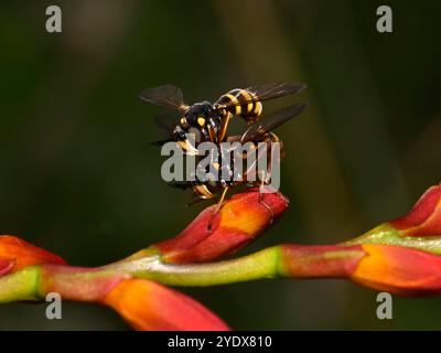 A pair of well focussed Four-banded bee-grabbers, Conops Quadrifasciatus. They are mating. The male is on top. Bright, colourful, closeup an detailed Stock Photo