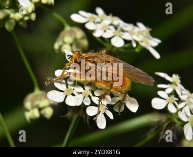 A male Golden dung fly, Scathophaga stercoraria, eating nectar from Cow parsley. Close-up and well focussed and lots of pollen stuck on its body. Stock Photo