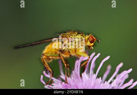 A female Golden dung fly, Scathophaga stercoraria, resting on Giant knapweed. Close-up and well focused with lots of hairs and bristles on the thorax. Stock Photo