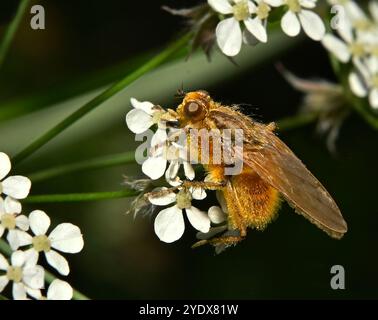 A male Golden dung fly, Scathophaga stercoraria, eating nectar from Cow parsley. Close-up and well focussed and lots of pollen stuck on its body. Stock Photo