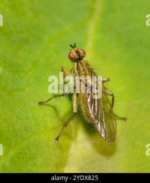 A female Golden dung fly, Scathophaga stercoraria, resting on a leaf with a green blurred background. Very hairy, close-up and well focussed. Stock Photo