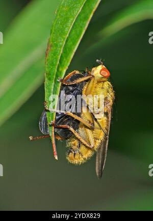 A female Golden dung fly, Scathophaga stercoraria, resting on a leaf whilst eating a fly. A natural setting with a blurred background. Well focussed. Stock Photo