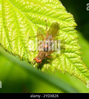 Two female Golden dung fly, Scathophaga stercoraria, on a well focussed leaf. An unusual position for female dung flies. Close-up with good details. Stock Photo