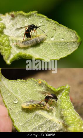 Two images of a female, Ichneumon Wasp, Pimpla rufipes, injecting  eggs into a host larvae. Well focussed and close-up with good details. Stock Photo