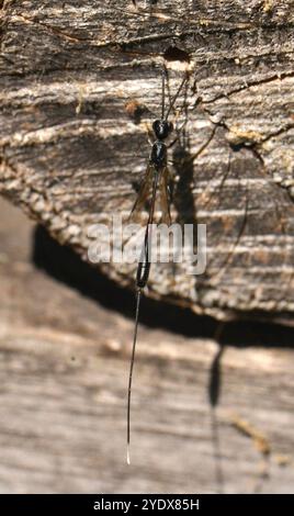 A female Ichneumonidae wasp, Gasteruption jaculator, on a log. Well focussed and close-up with excellent details of its shape, colour and ovipositor. Stock Photo