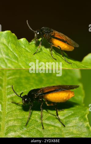 A side view of a well focussed Large Rose sawfly, Arge pagana, resting on a leaf. Close-up with good details and natural backgrounds. Stock Photo