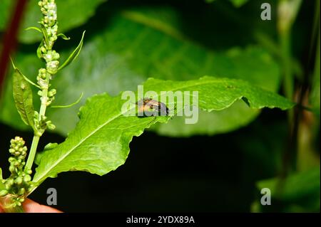 A Large Rose sawfly, Arge pagana, on a Dock leaf. Both the leaf and the insect are well focussed set against against a natural background. Stock Photo