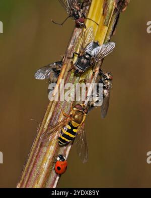 A variety of insects feeding together on the sap of a broken Cow parsley stalk. Flesh flies, a hoverfly and a Ladybird all feeding together. Stock Photo