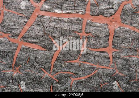 Marks on the decomposing surface of a leaf of century plant Agave americana. The Nublo Rural Park. Tejeda. Gran Canaria. Canary Islands. Spain. Stock Photo