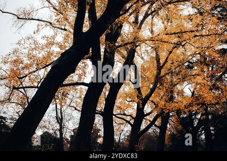 Black silhouettes of tree trunks with yellow foliage bottom up view. Tree crown in the fall season in October, November. Golden foliage in park forest Stock Photo