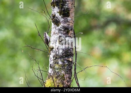 Treecreeper (Certhia familiaris) on the side of a Birch Tree Stock Photo
