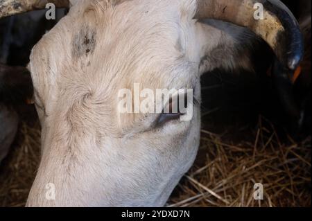 Close-up of a cow eating in the stable Stock Photo