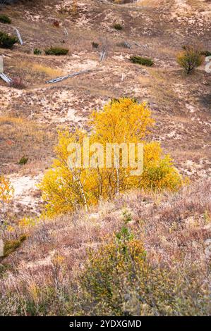 Aspen trees growing out of sand dunes in autumn Stock Photo