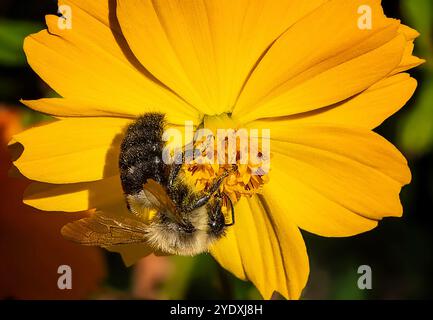 A  Bee on a Cosmos flower in an early fall garden. Stock Photo