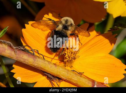 A  Bee on a Cosmos flower in an early fall garden. Stock Photo