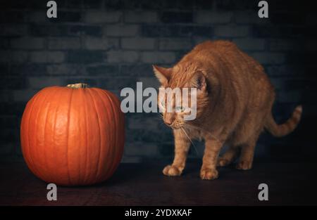 Cute ginger cat looking curious to a Halloween pumpkin. Stock Photo
