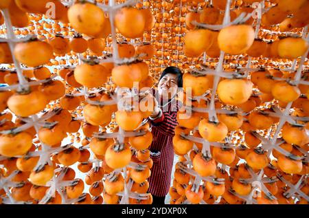 Beijing, China's Hebei Province. 28th Oct, 2024. A farmer hangs and airs persimmons in Beijiabi Village of Cixian County, Handan City, north China's Hebei Province, Oct. 28, 2024. At present, farmers in many areas of the country are embracing the harvest season of this year while preparing for next year's planting. Credit: Hao Qunying/Xinhua/Alamy Live News Stock Photo