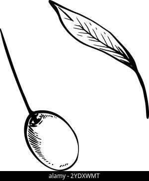 Sketch of olive branch with berries and leaves. Hand drawn vector line ...