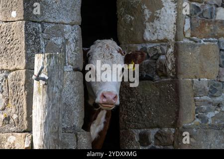 Hereford cow looking out of a door in an old field barn. Cumbria, UK ...