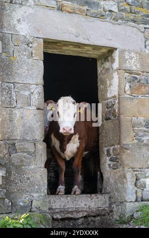 Hereford cow looking out of a door in an old field barn. Cumbria, UK ...