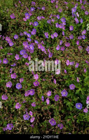 Bed of blue-violet meadow cranesbill in a garden (Geranium pratense L.) Stock Photo