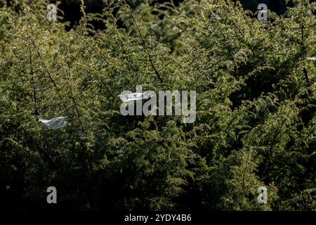 Dew drops on intricate spider cobweb between green pine branches. Autumn moist morning haze lit up by sunlight Stock Photo