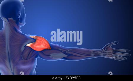 Deltoid Muscle Strain Causing Shoulder Pain Stock Photo