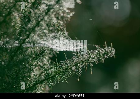 Dew drops on intricate spider cobweb between green pine branches. Autumn moist morning haze lit up by sunlight Stock Photo