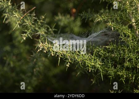 Dew drops on intricate spider cobweb between green pine branches. Autumn moist morning haze lit up by sunlight Stock Photo