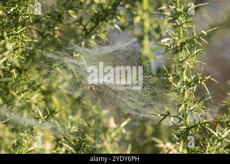 Dew drops on intricate spider cobweb between green pine branches. Autumn moist morning haze lit up by sunlight Stock Photo