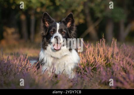 Cute Border Collie in Sunny Nature with Calluna Plant. Adorable Happy Black and White Dog Smiles in Meadow. Front Portrait of Pet Outside. Stock Photo