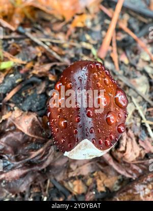 Forest floor finds: A striking droplet-covered chestnut in the leaf-strewn undergrowth. Stock Photo