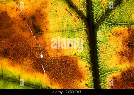 Photo of leaf structure as autumn colorful natural background Stock Photo