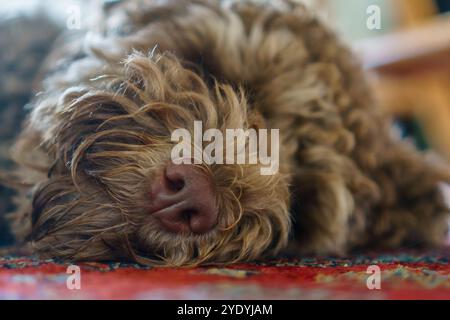 Close-up of small brown labradoodle dog sleeping. Stock Photo