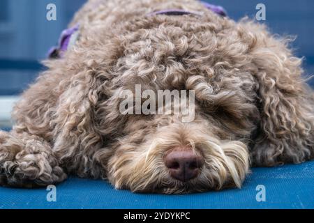 Close-up of small brown labradoodle dog sleeping. Stock Photo