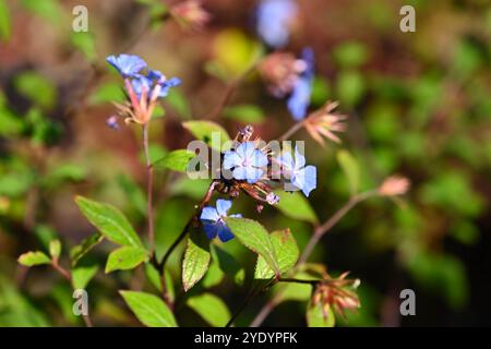 Blue autumn flowers of Ceratostigma willmottianum also known as Chinese plumbago, Ceratostigma plumbaginoides, leadwort or hardy plumbago UK October Stock Photo