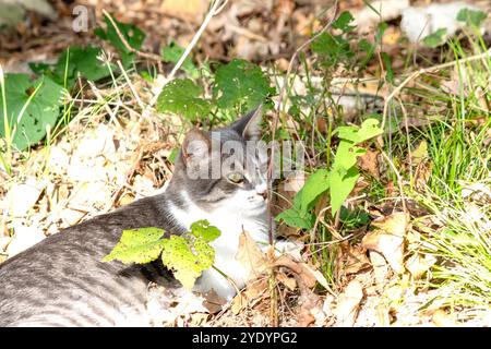 Tabby cat lying in the grass. Stray cat. Animal. Alone. No people, nobody. Horizontal photo. Outdoor. Stock Photo