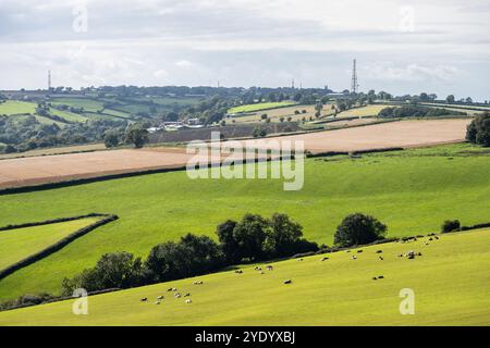 Cattle graze on pasture on the slopes of Dundry Hill, above the Chew Valley in North Somerset, England. Stock Photo