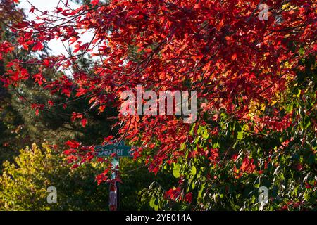 A beautiful Red Maple Tree showing its bright red coloring during the Fall or Autumn season, photographed on a side street in Denver, Colorado. Stock Photo