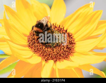 Close up of a bee feeding on a vibrant yellow sunflower Stock Photo
