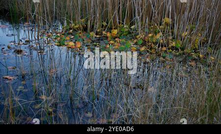 Colorful water liliy leaves on a pond. Autumnal scenery. Stock Photo