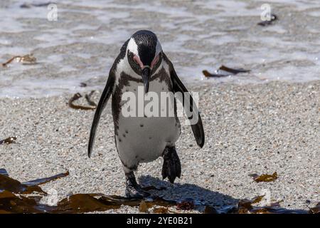 Sad South African penguin has come out of water and walking along the sandy coast. Spheniscus demersus. Black-footed or jackass penguin. South Africa, Cape Town, natural habitat of Spectacled penguins Stock Photo