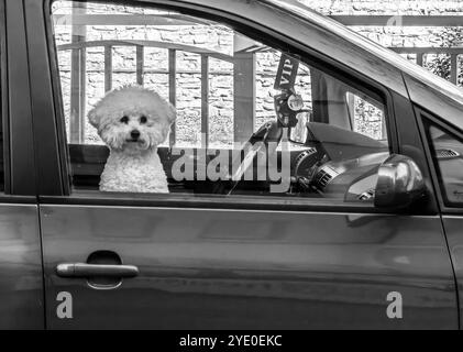 Charming Passenger: Black and White Portrait of a Bichon Frise Framed by a Car Window Stock Photo