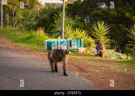 Baboon Life in Cape Town, South Africa A Juvenile Chacma baboon from ...