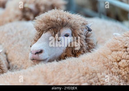 Dorset sheep in a pen at a sheep auction Stock Photo