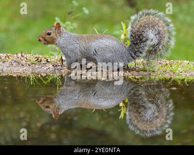 Grey squirrel, Sciurus carolinensis, Single mammal by water, Warwickshire, October 2024 Stock Photo