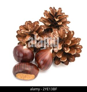 Fresh sweet chestnuts with pinecones isolated on white Stock Photo