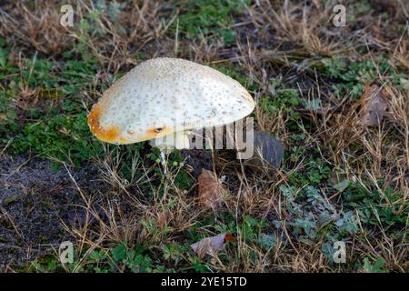 Fly Amanita mushroom (Amanita muscaria), poisionous, toxic, E USA, by James D Coppinger/Dembinsky Photo Assoc Stock Photo